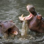 Kuda Nil Berkeringat Berwarna Merah