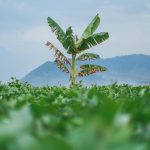 Manfaat Air Batang Pisang